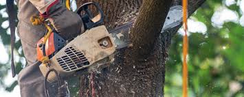 Best Tree Health Inspection  in Bryans Road, MD