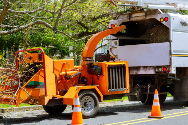 Best Tree Removal  in Bryans Road, MD