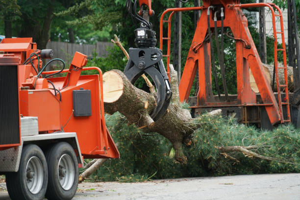 Best Emergency Tree Removal  in Bryans Road, MD