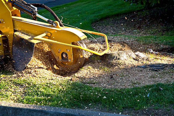 How Our Tree Care Process Works  in Bryans Road, MD